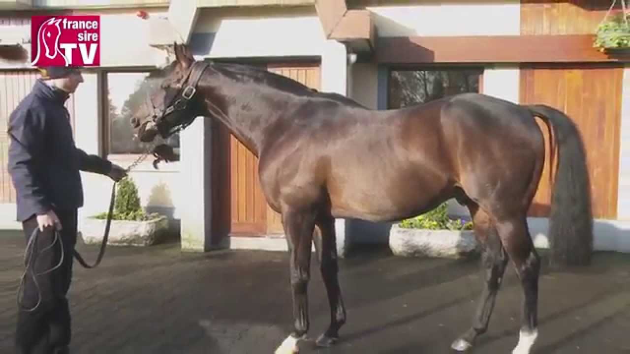Invincible Spirit - Irish Stallion Trail 2015