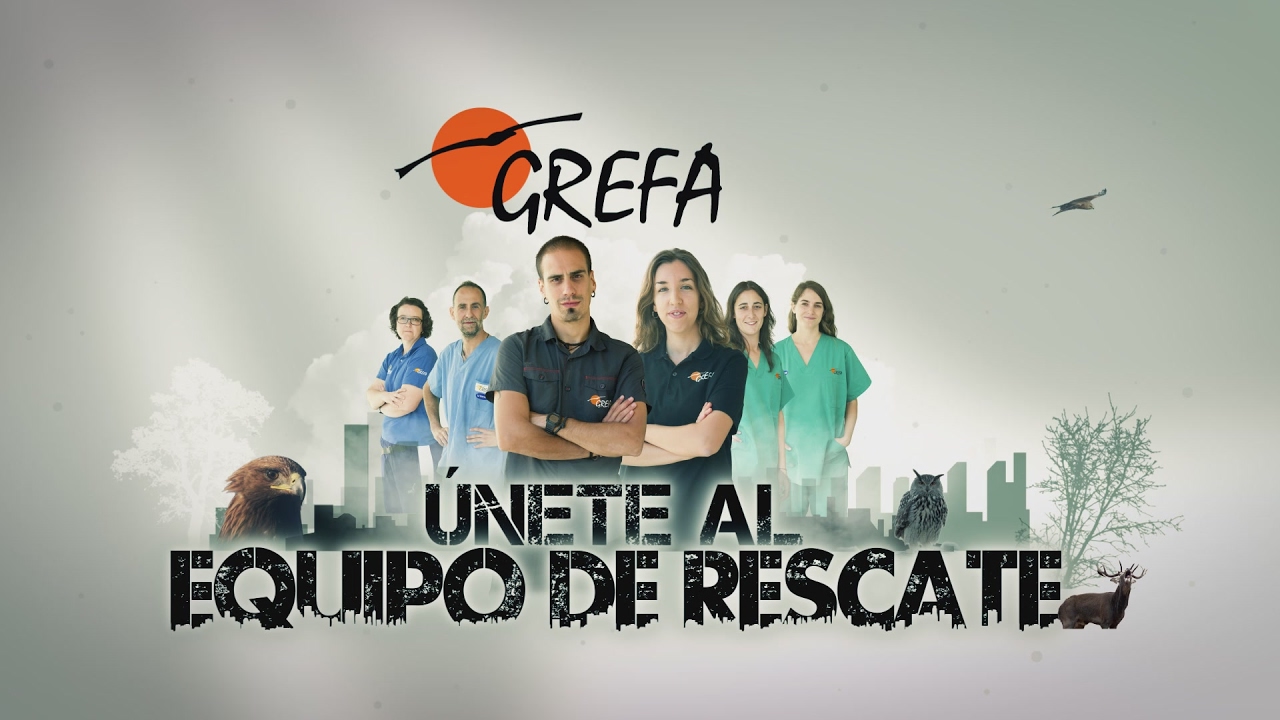 Equipo de Rescate de GREFA - Búho real