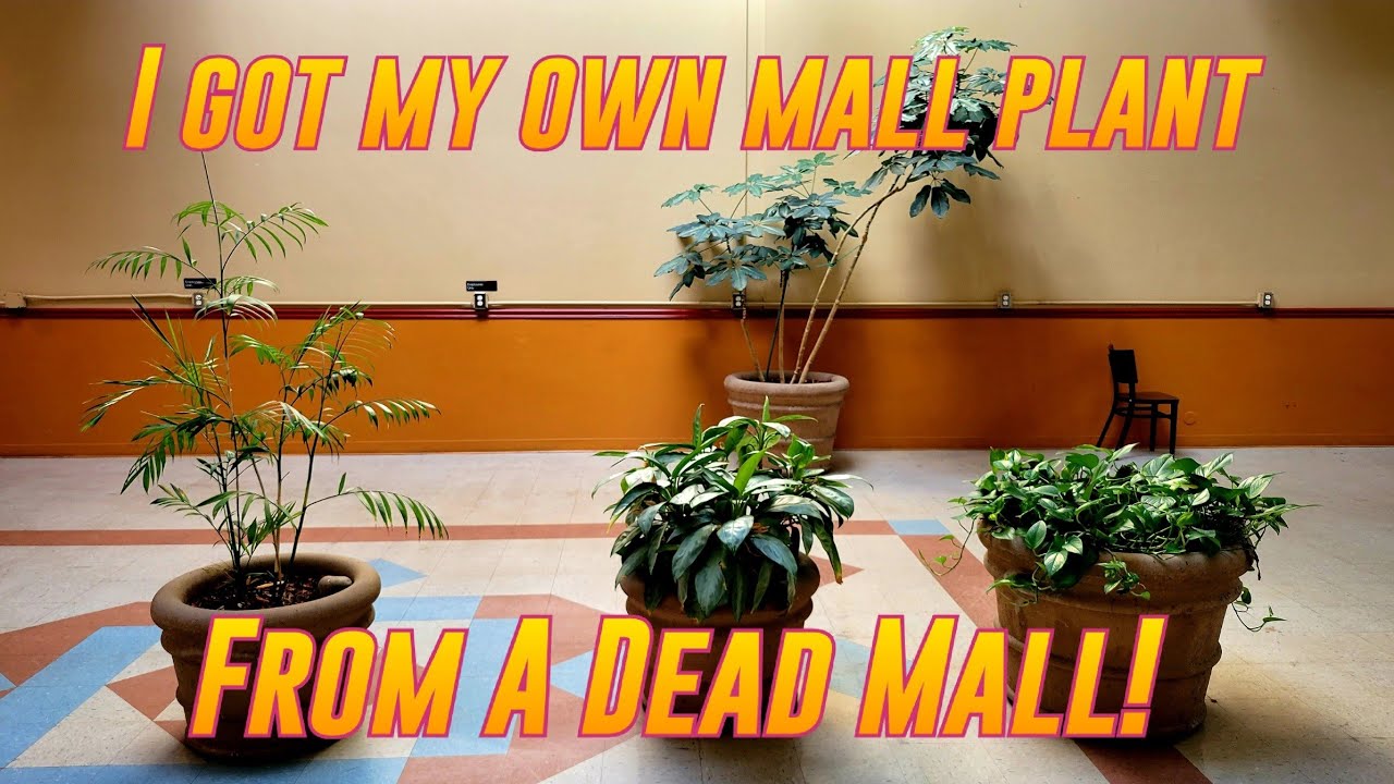 I Got My Own Mall Plant From A DEAD MALL! | Retail Archaeology