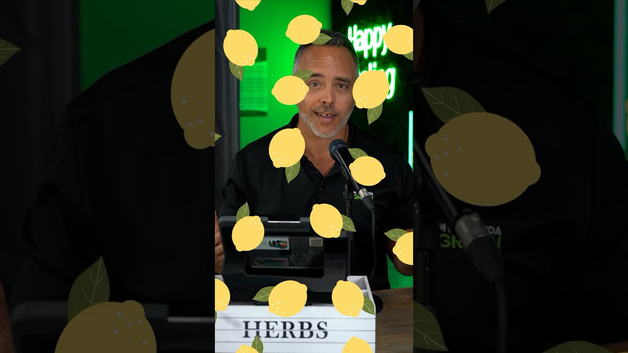 Why is #lemon so popular? Beyond #lemonade, let&rsquo;s get into #cannabis strains&hellip;