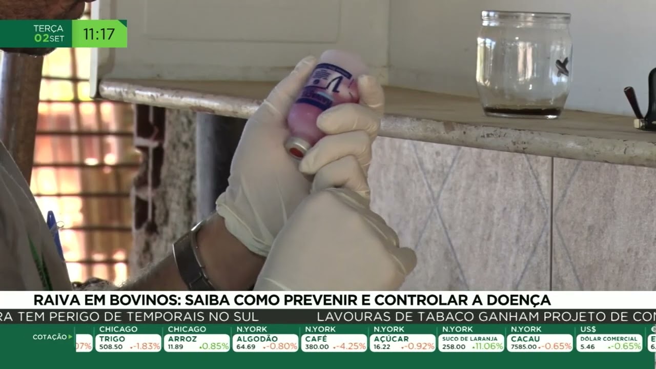 Raiva em bovinos: saiba como prevenir e controlar a doença
