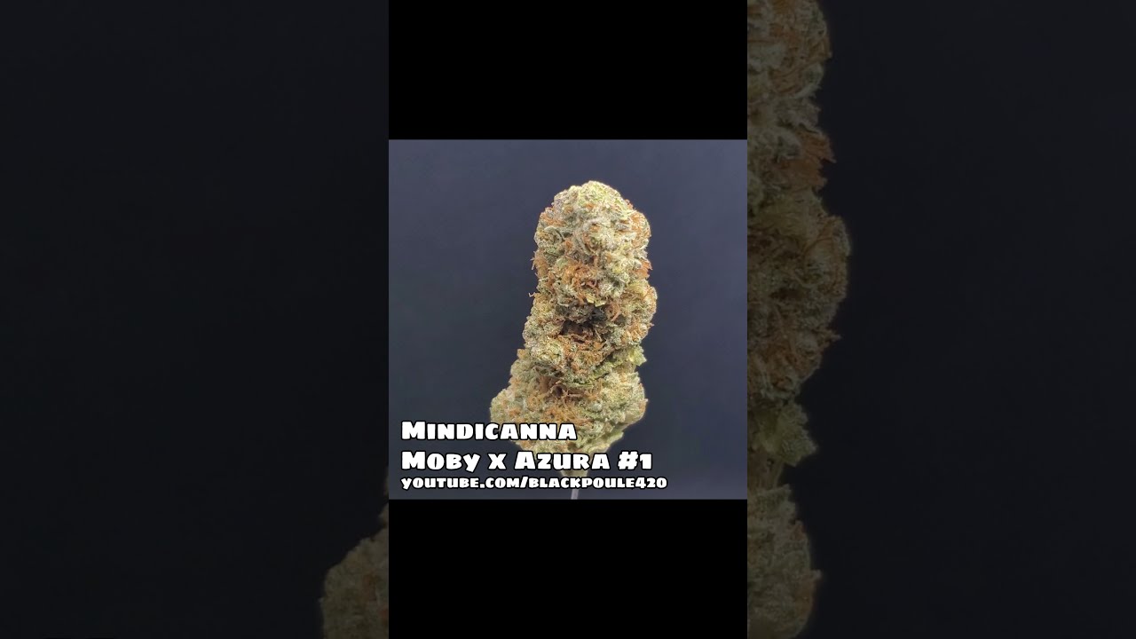 MINDICANNA - DLYS AMOS - MOBY X AZURA #1 (17% THC) #SHORTS #ZOOMBUD #weedporn #budporn