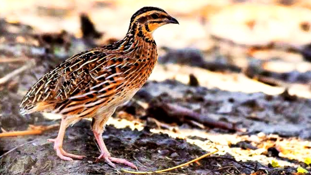 Female quail sound || mada batairy ki awaz || bataie madi ki awaz || batair kirak || batair karkaree