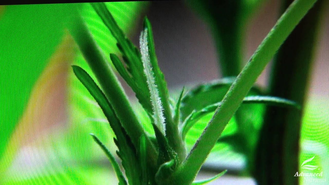 Marijuana Sex with BROWNDIRTWARRIOR