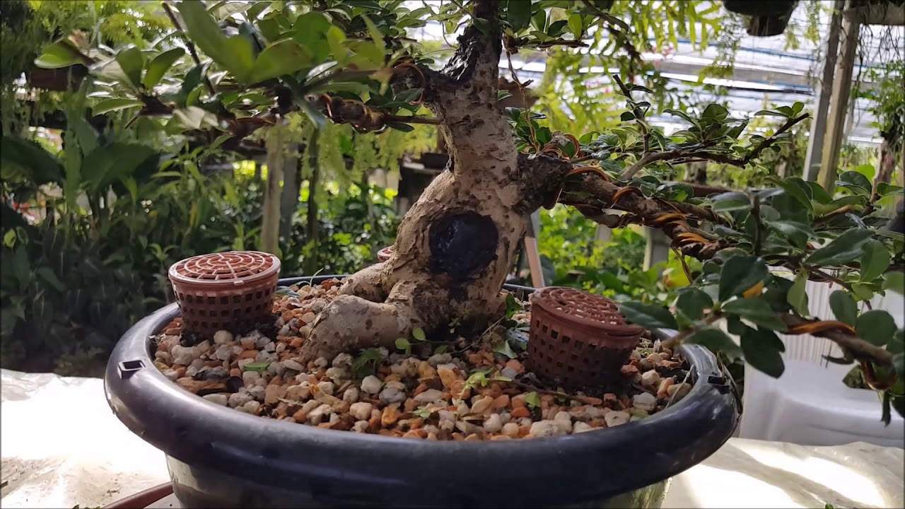 Como fazer bonsai de planta tropical Parte V-