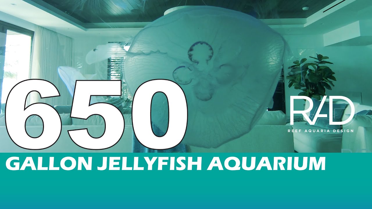 650 GALLON JELLYFISH AQUARIUM IN POMPANO BEACH, FLORIDA - CUSTOM-MADE LIVE CORAL REEF AQUARIUMS
