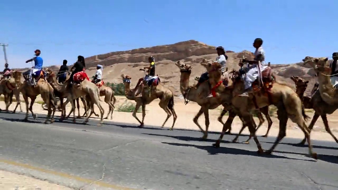 سباق الهجن بحضرموت