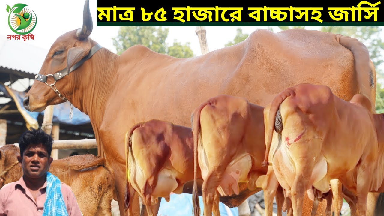 ৮৫ হাজারে বাচ্চাসহ ১০ লিটারের জার্সি গাভী কিনুন ! জাকির কাকার একদম পানির দামে ইন্ডিয়ান দুধের গাভী