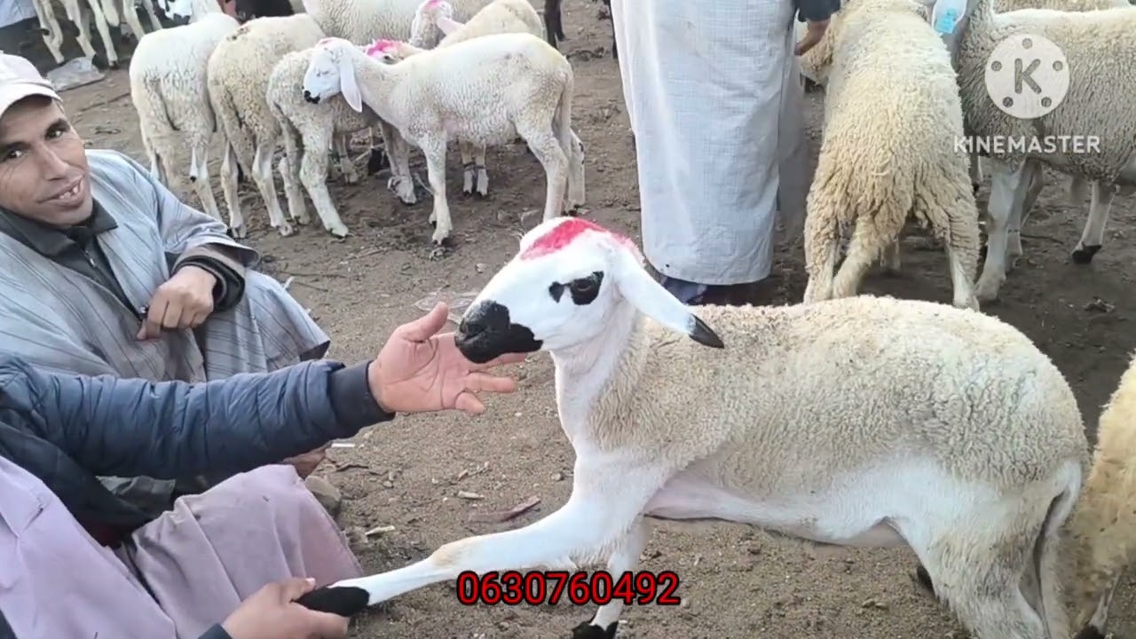 مباشره من سوق الجمعة العرارشة إقليم قلعة السراغنة أجيو تسوقو معايا أتمنة بتاريخ 26/09/2025