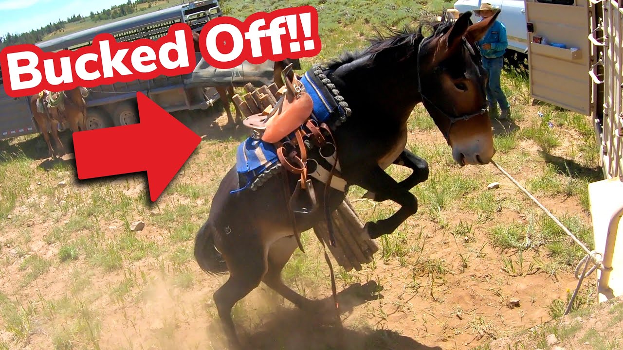 Mules Pack Fencing Supplies (GONE WRONG?)