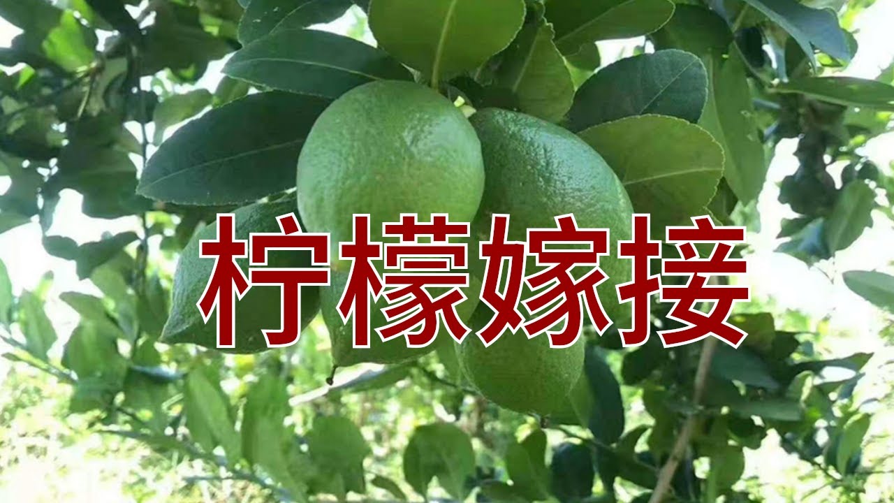 8集：【奇妙魔法】观察柠檬嫁接的神奇过程！#嫁接技术 ＃柠檬＃果园管理