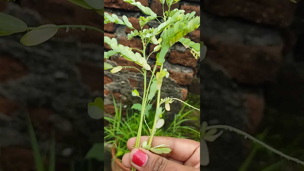 Nature has provided the medicine for the treatment of the disease ||🌿🥰🌳🌏 #🌿 #nature #homegrown