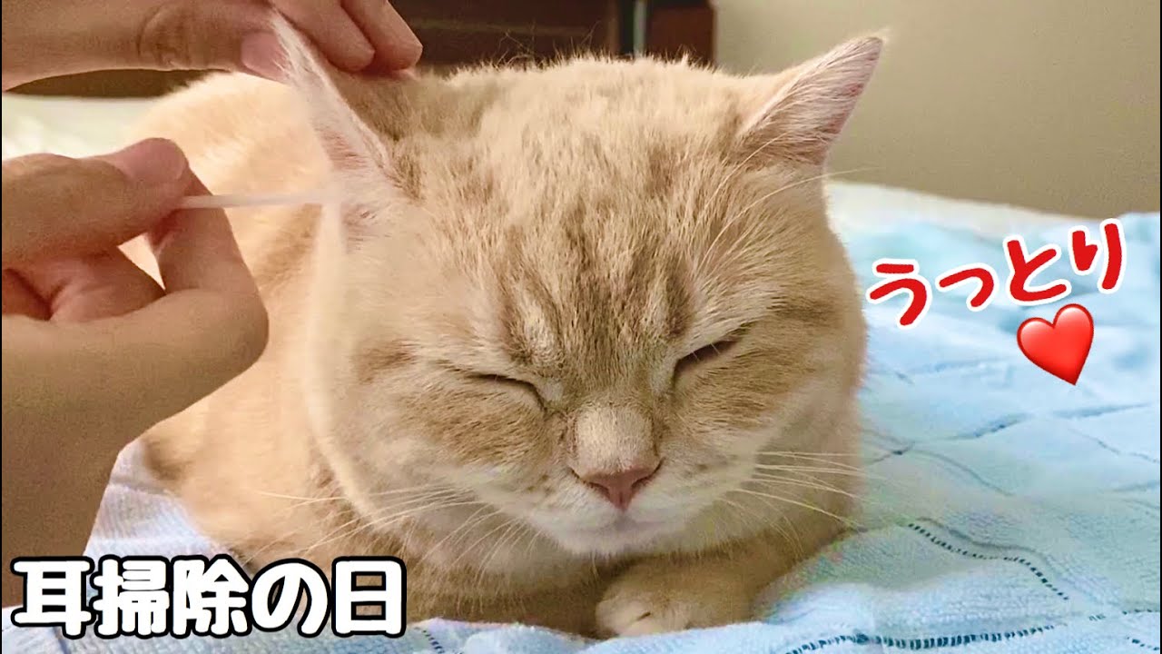 【猫耳掃除】機嫌が悪いまる猫に耳掃除をしたらうっとりして寝てしまいました！Cat ear cleaning！Cute animals