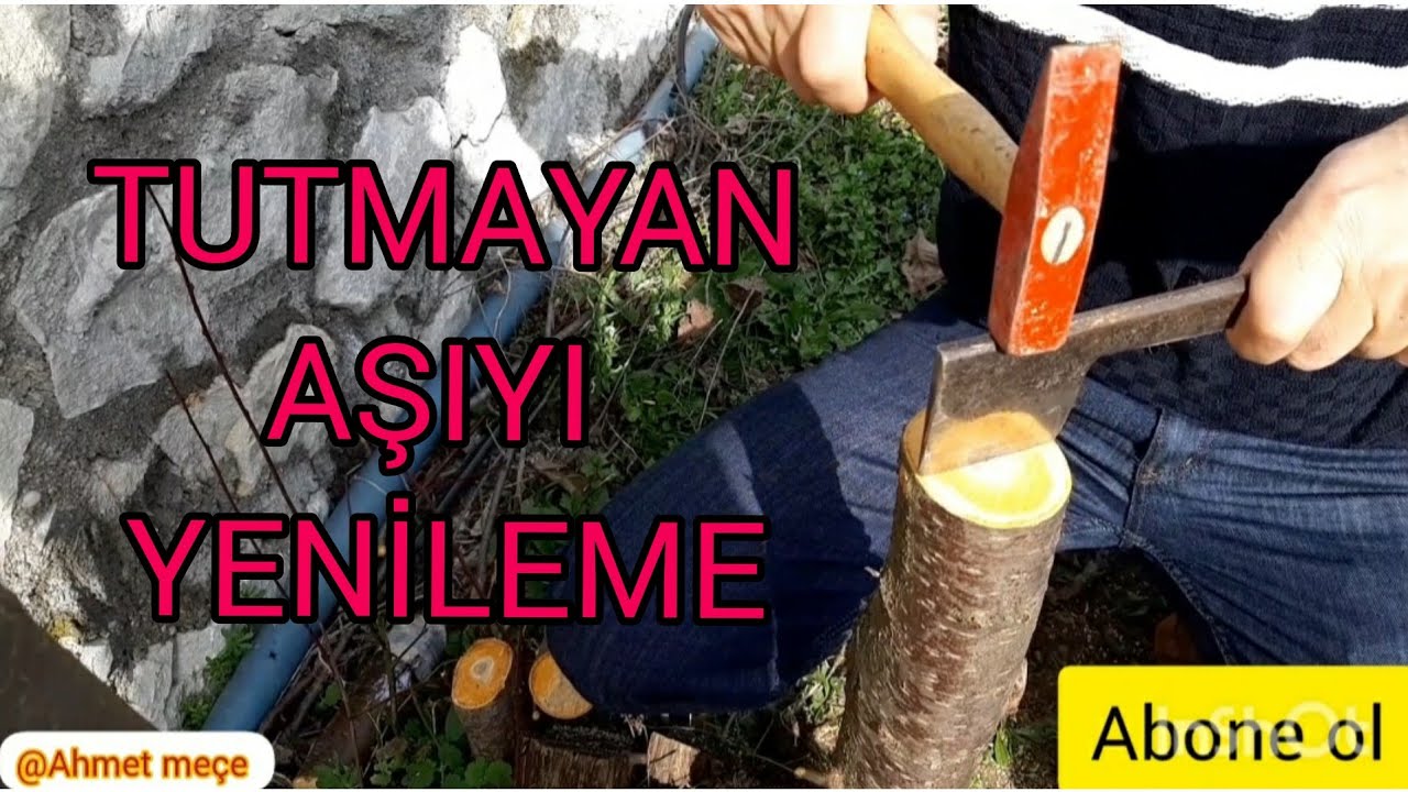 AŞILANMIŞ VE TUTMAMIŞ AĞAÇ TEKRAR NASIL AŞILANIR?