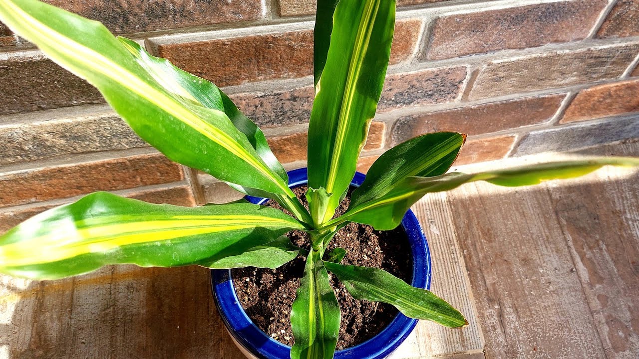 Salon Ve Ofisler İçin En Güzel,Kolay Bitki Dracena, Bakımı, Saksı Değişimi