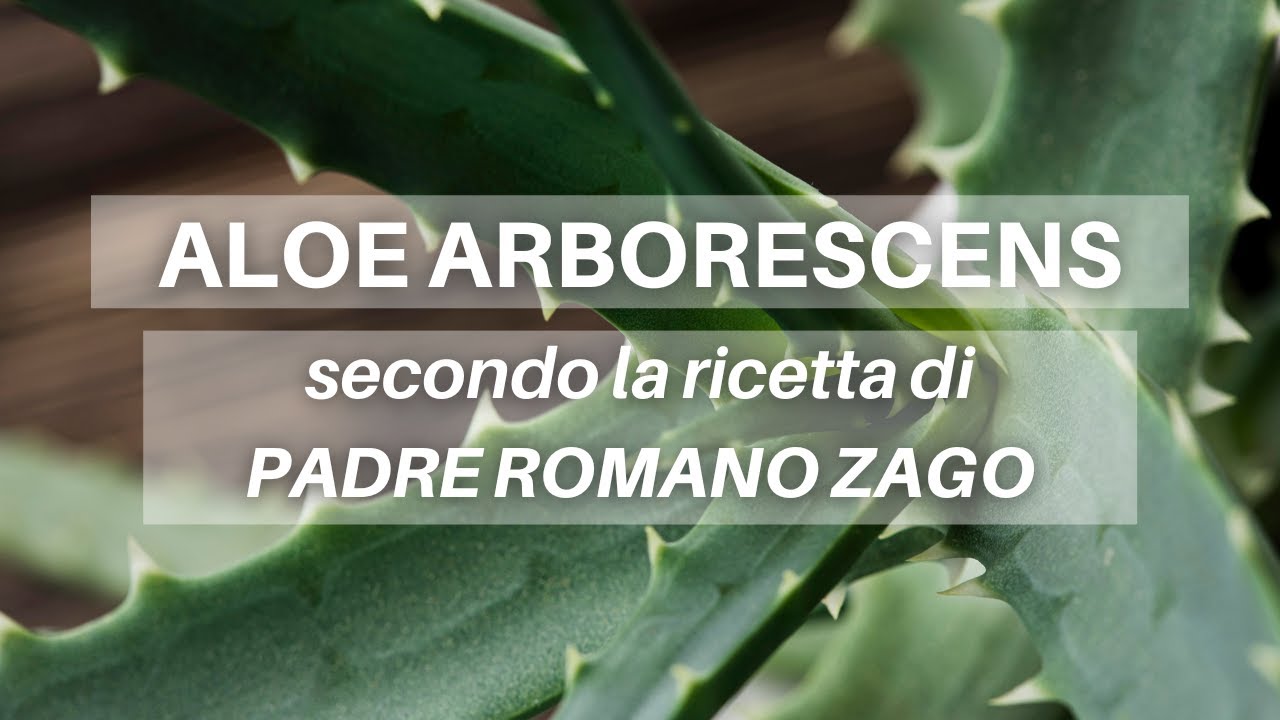 #47 ALOE ARBORESCENS e le sue proprietà