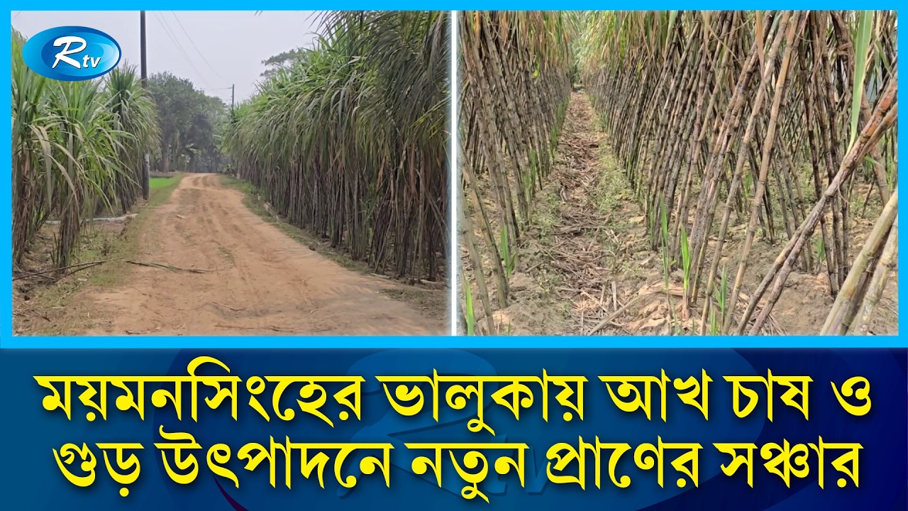 স্থানীয় চাহিদা মিটিয়ে দেশের বিভিন্ন জেলায় যাচ্ছে ভালুকার উন্নতমানের গুড় | Rtv News