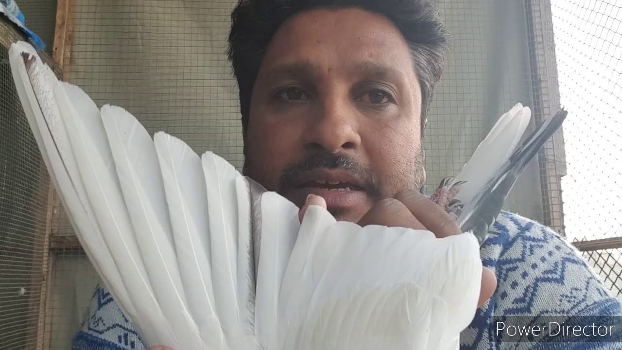 per ko dak kar joora laganay ki tip by habib kabootar bazi