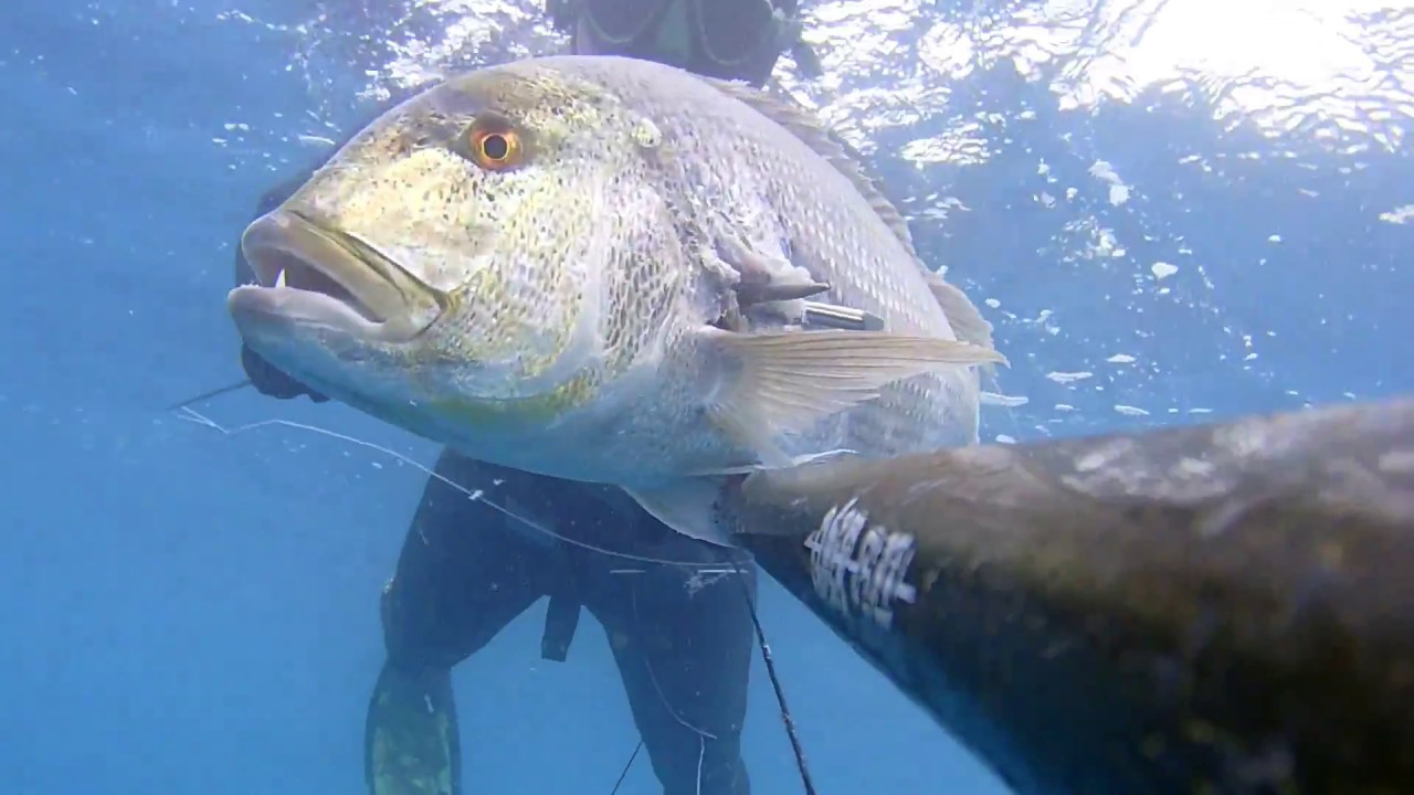 PESCASUB -Denticione a pinne