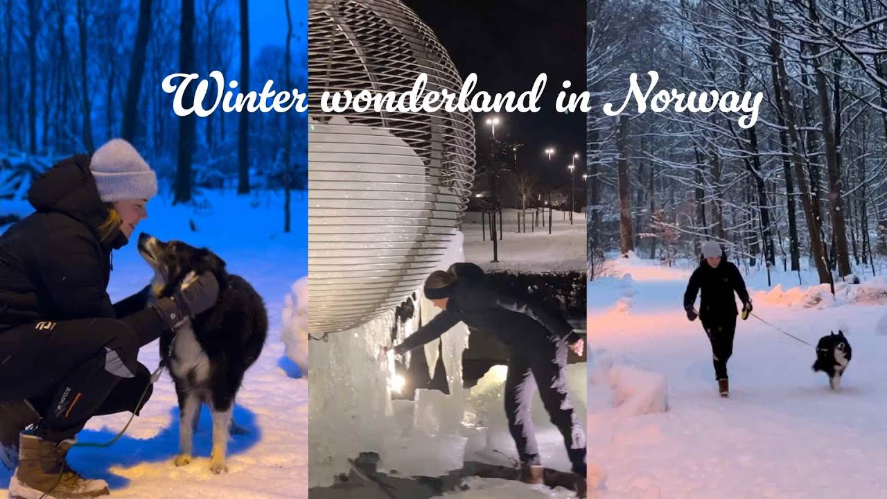 Slow Winter Days in Norway With My Senior Dog