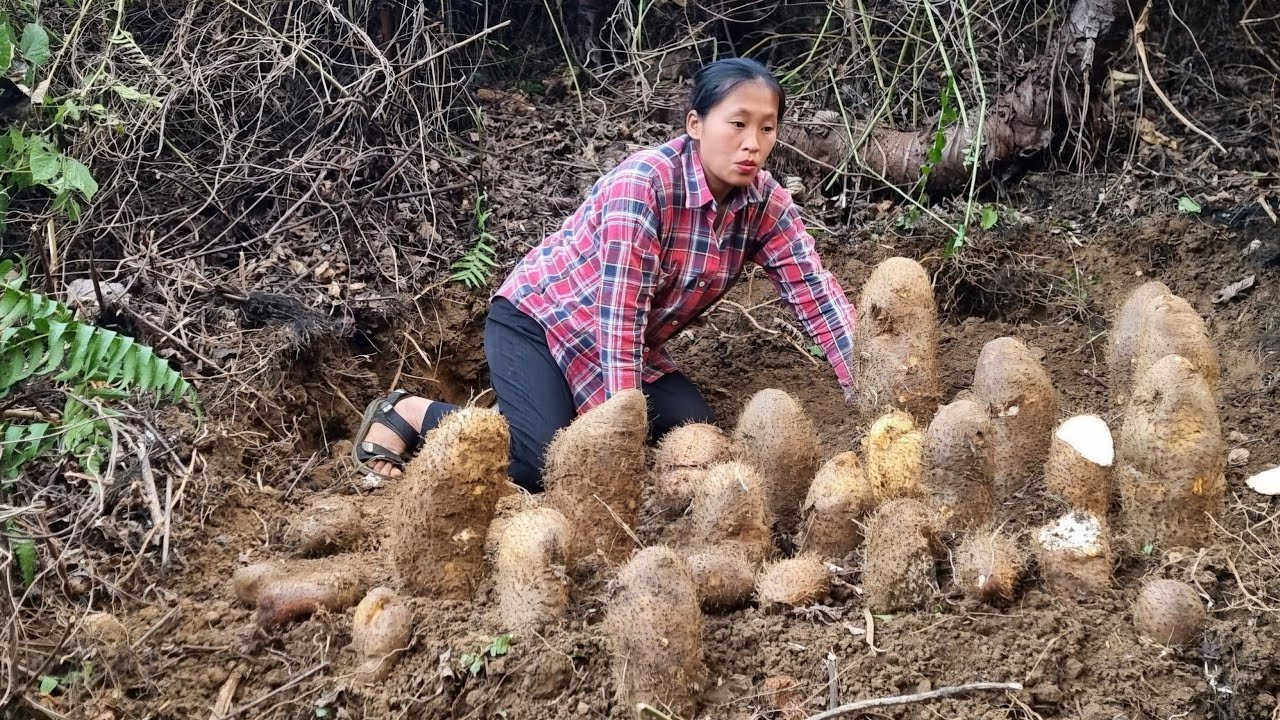 Digging Up a Huge Amount of Wild Yams 😲 Selling Them at the Market