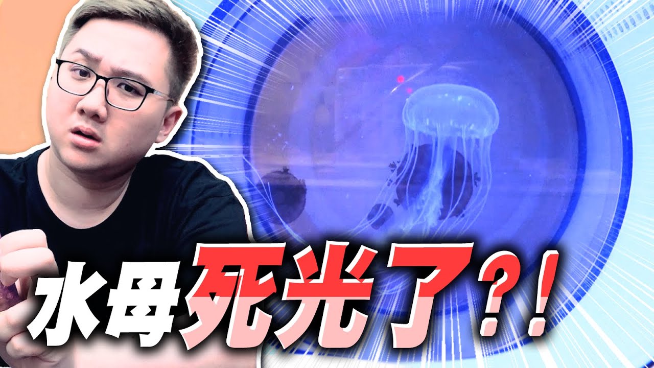 超兇水母登場！海刺水母竟然把海月水母全部吃光？！｜水族時間【黑羽】