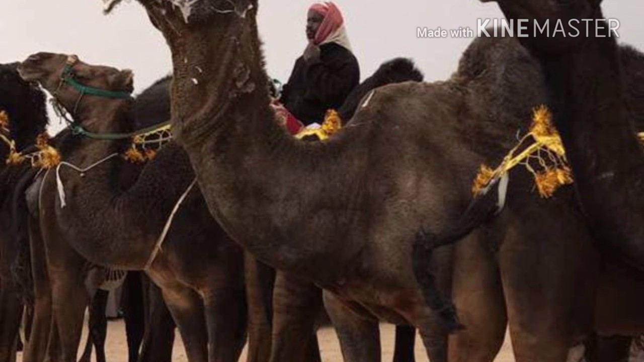 منقية أبناء عبدالله بن قريح الميموني ( المجاهيم )
