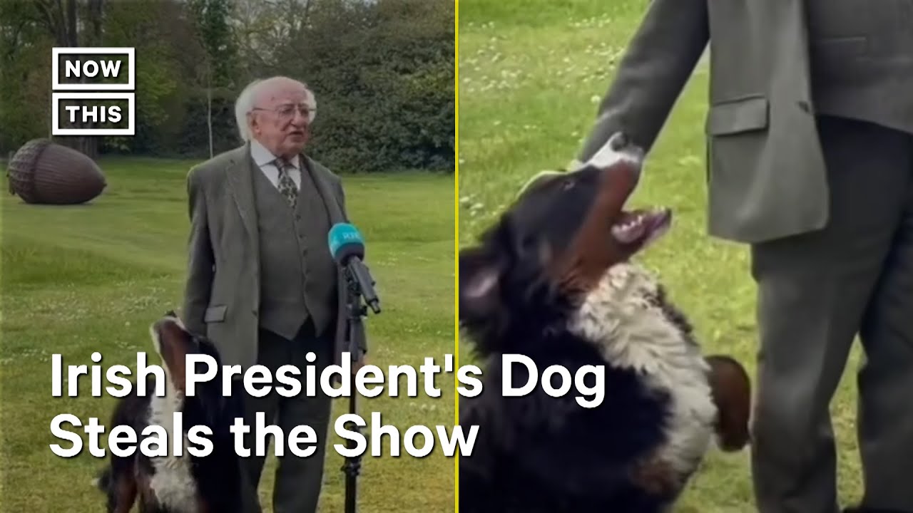 President of Ireland's Dog Steals the Show #Shorts