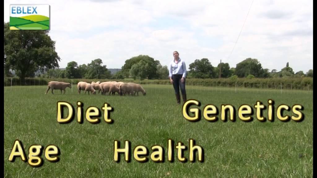 BRP: Performance recorded rams - why they are best for your business
