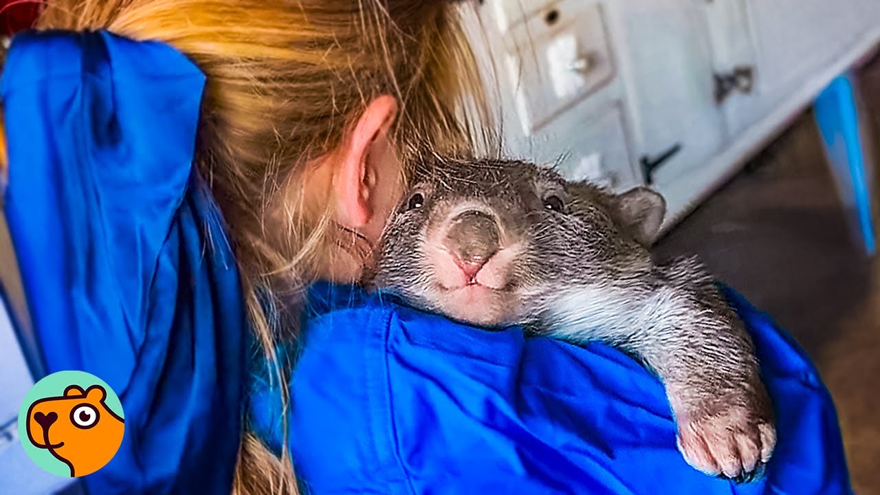 Wombat Races To Greet Little Girl Who Saved Her | Cuddle Buddies