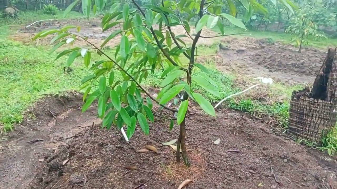 Ayo kita terus menanam pohon durian