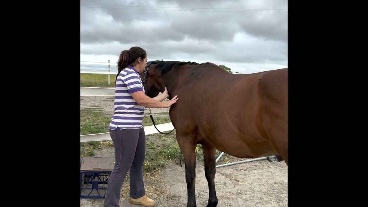 Equine sports massage practical