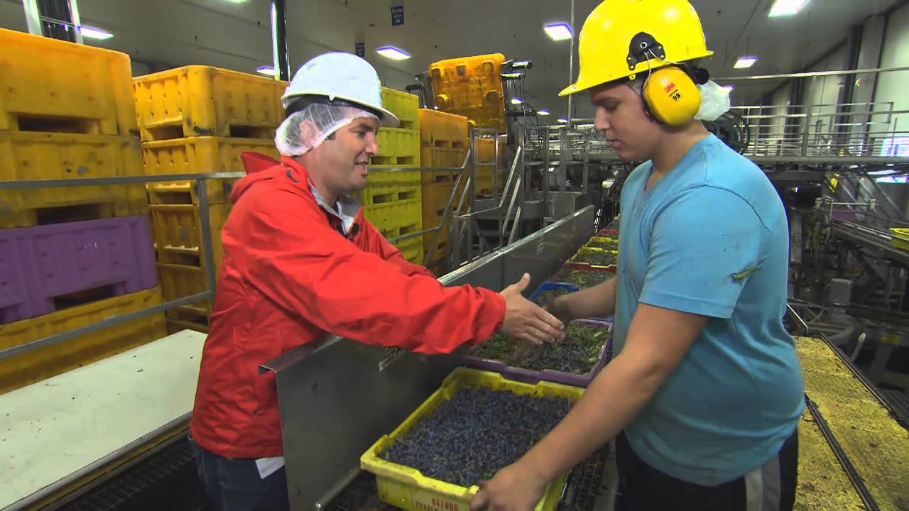 RMR: Rick Harvests Wild Blueberries