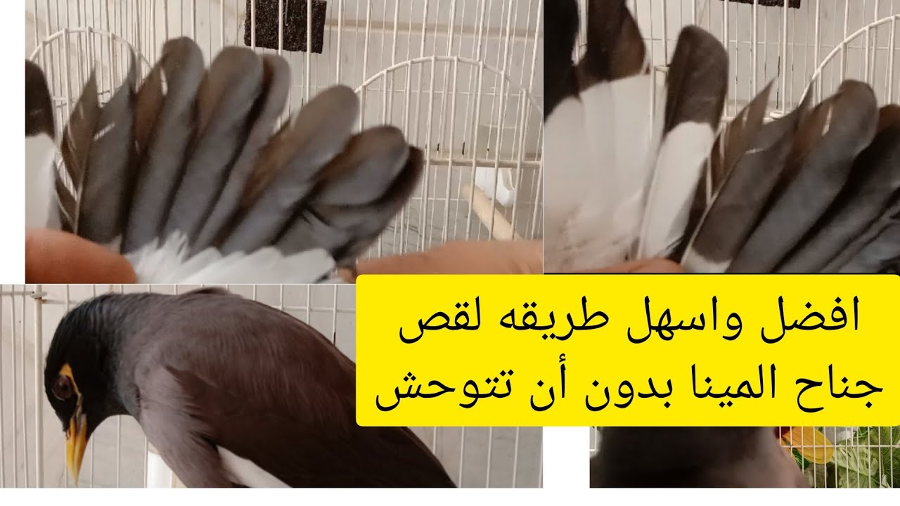 حتى لايتوحش طائر المينا قص ريش جناحه بهذه الطريقه👍 السهله والبسيطه