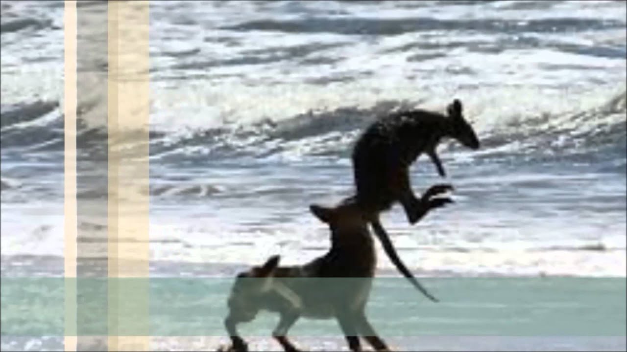 Pest or protected species - The Australian Dingo