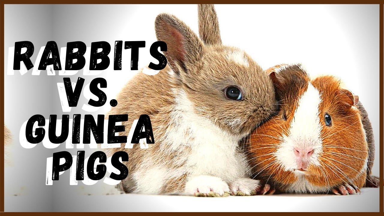Rabbits VS. Guinea Pigs