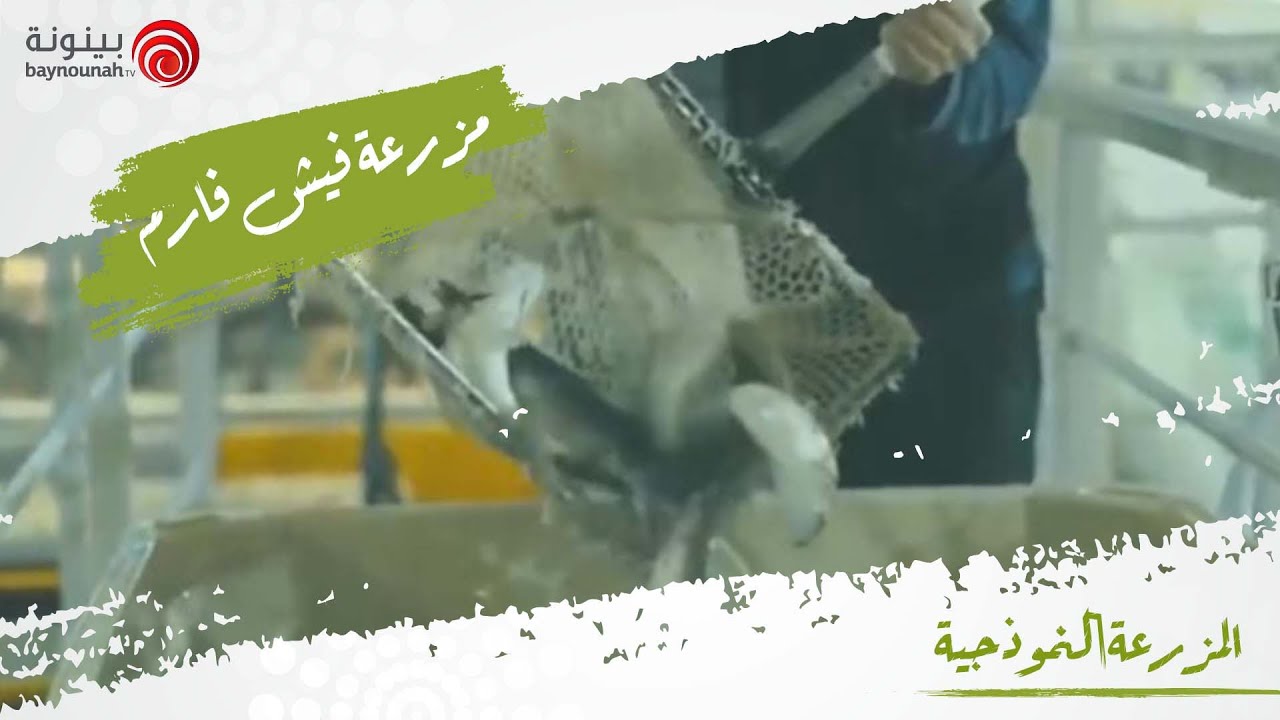 الحلقة الأولى | المزرعة النموذجية | مزرعة فيش فارم لزراعة الأسماك