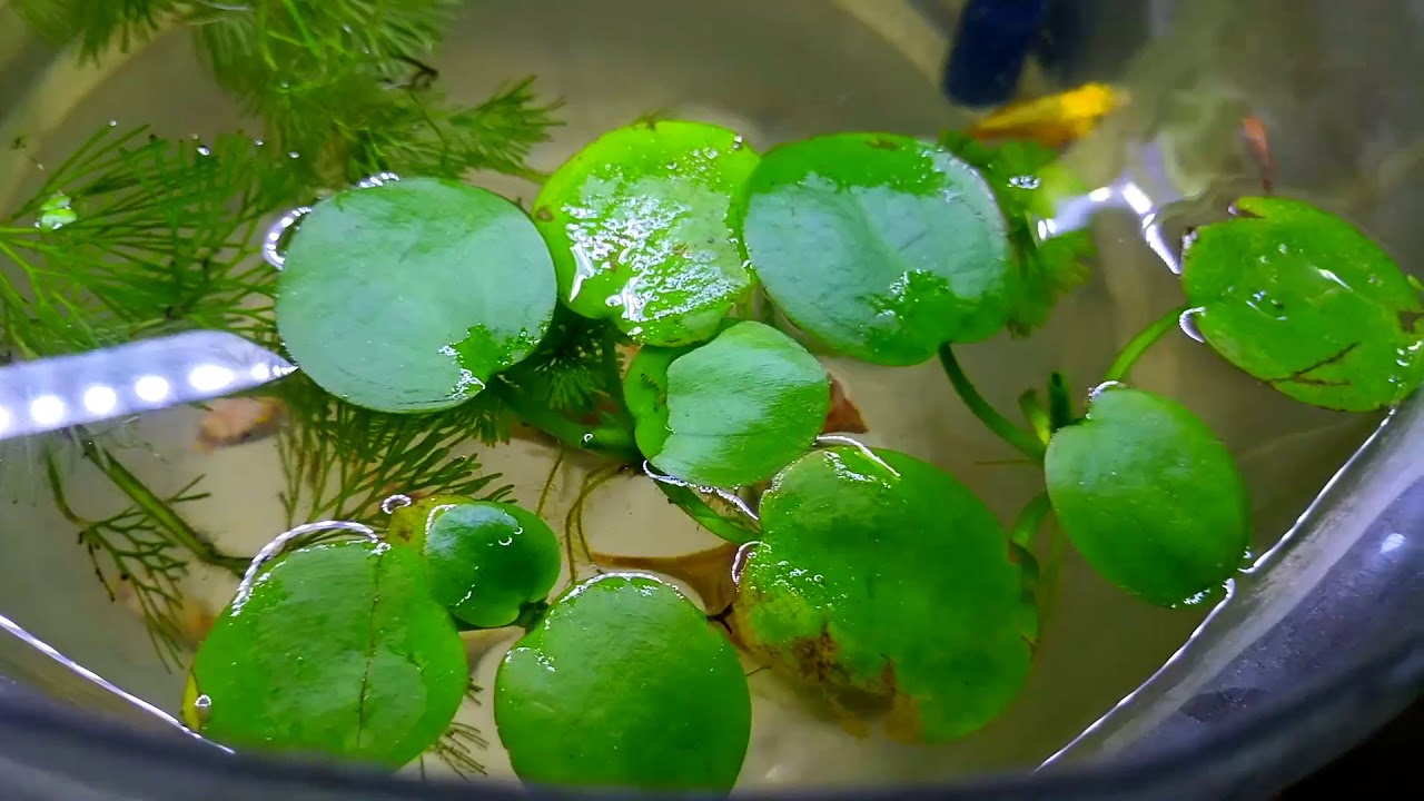 Insane growth of Amazon frogbit...!!!