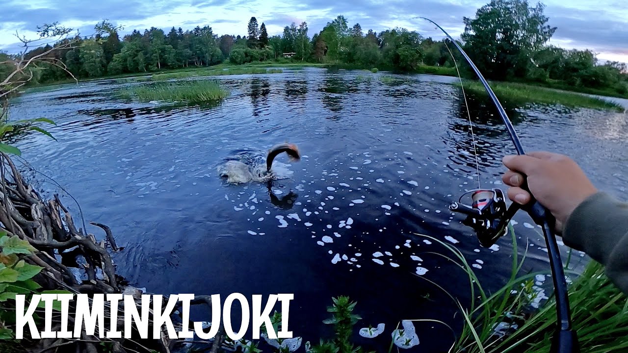 KOSKIKALASSA KIIMINKIJOELLA - HULLU HANHI MEINAS K&Auml;YD&Auml; P&Auml;&Auml;LLE