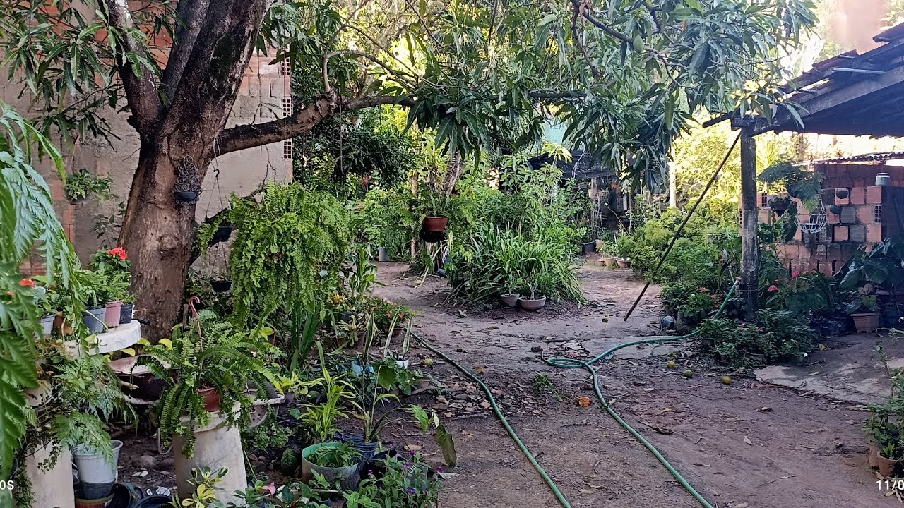 Fui comprar plantinhas no viveiro da D. Joana 