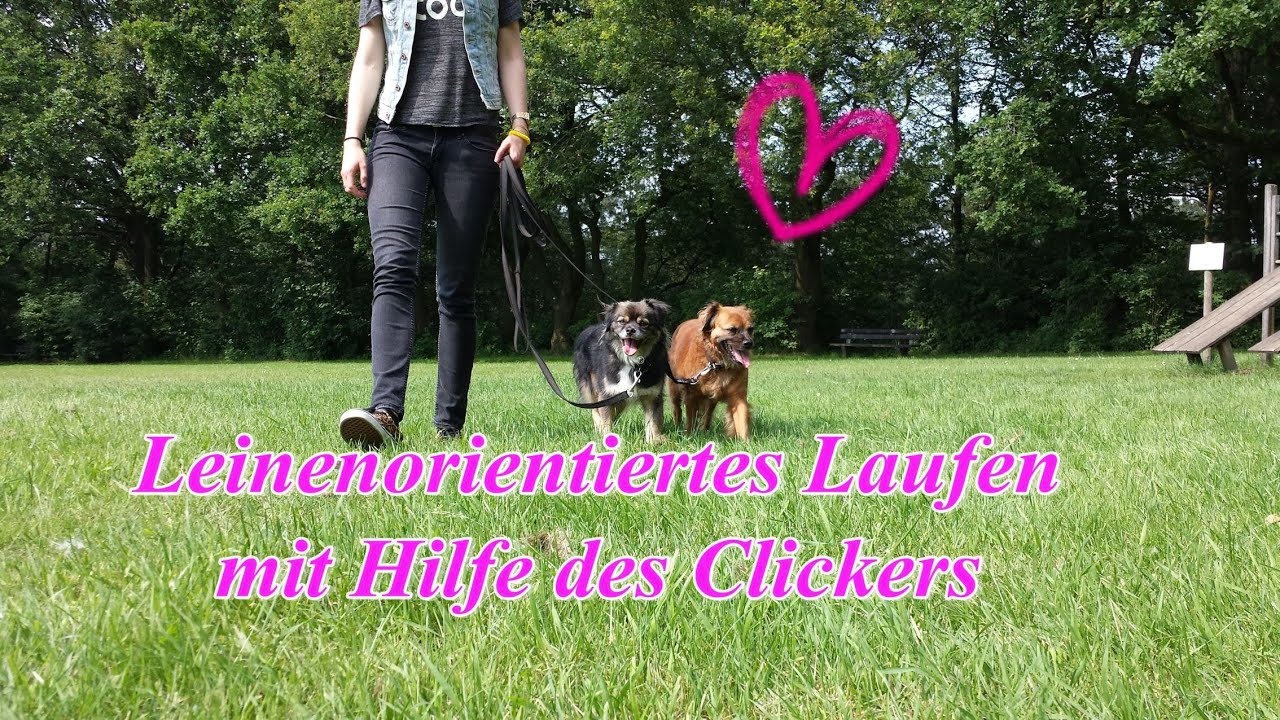Leinenorientiertes Laufen mit Hilfe des Clickers trainieren! Hundetraining, Hundeschule.