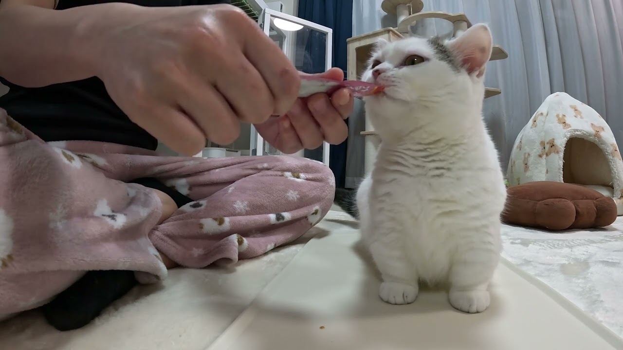 はなまるちゃんちゅ〜るASMR
