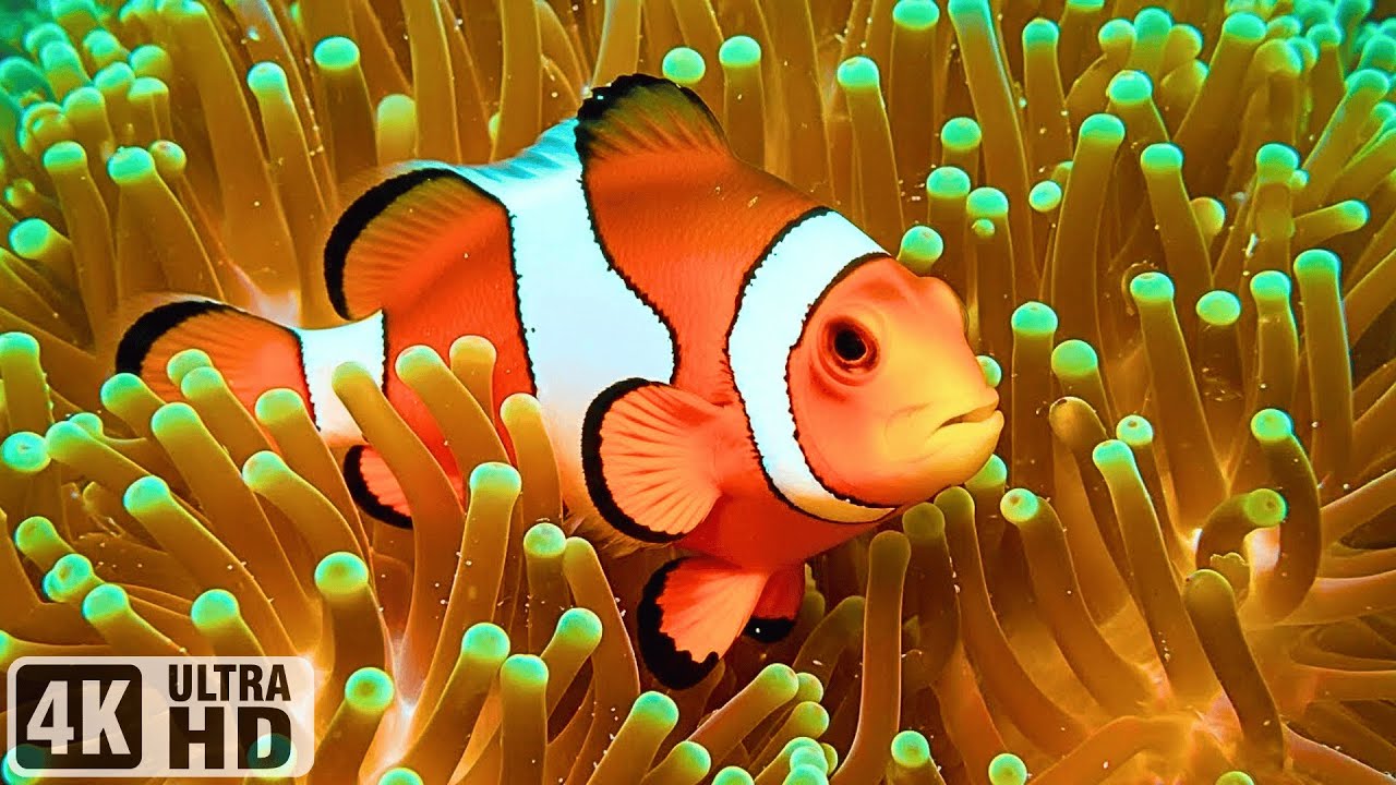 The Best 4K Aquarium - Dive Into The Mesmerizing Underwater Realm, Sea Jellyfish, Coral Reefs