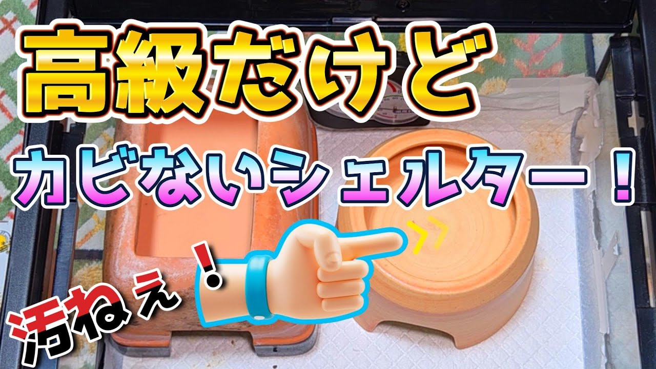 高価だけどカビない！ウェットシェルター！【レオパ】SUDO 極 M 爬虫類 蛇 スドー ヒョウモントカゲモドキ
