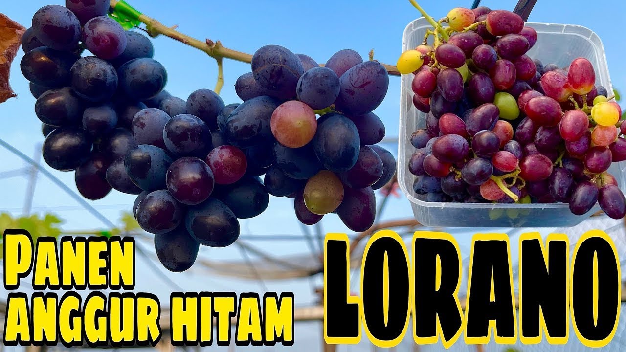 WOW‼️Waktu Nya Panen Anggur Hitam Varian LORANO‼️🍇