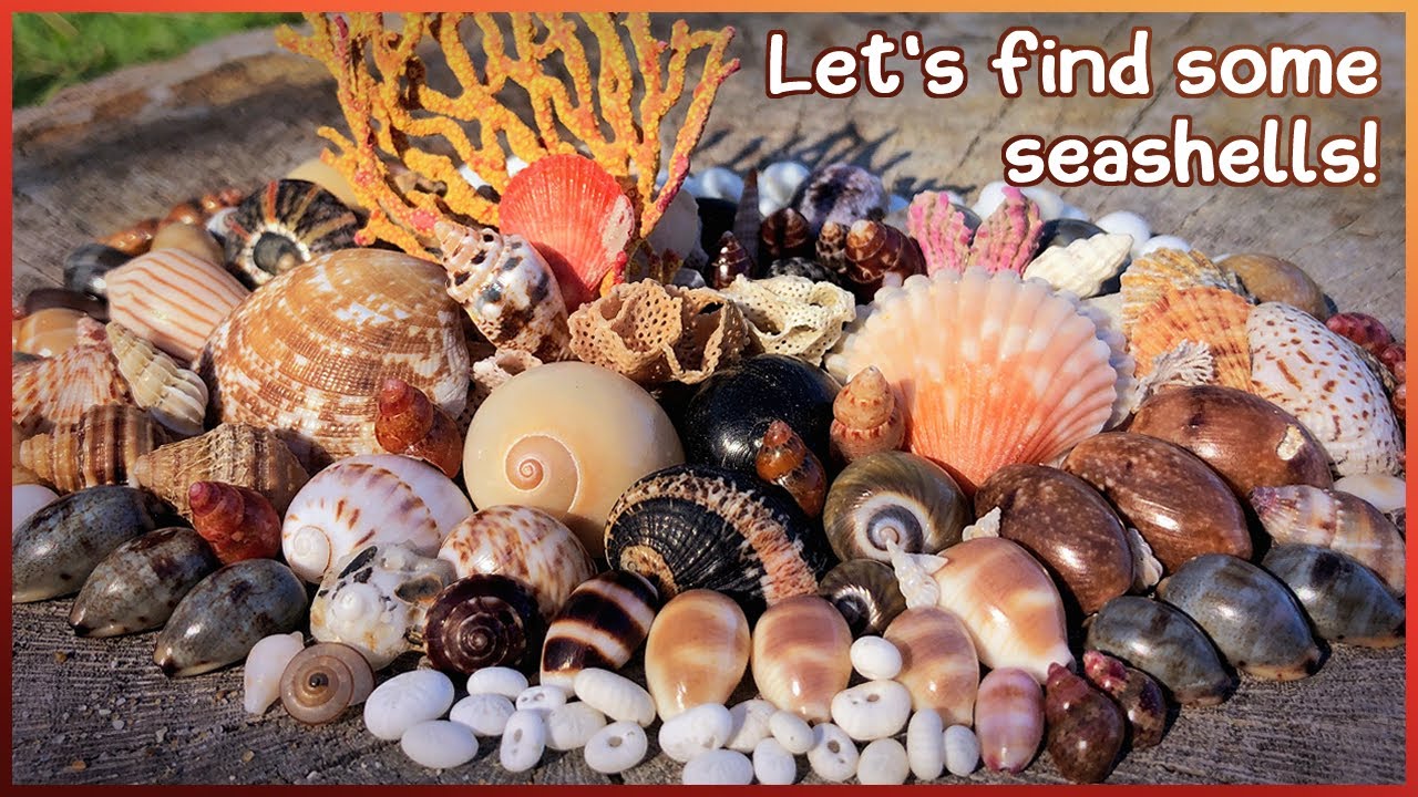 Finding Seashells on the Sand | Sunrise Cold Snap with Microshells #shelling #shell
