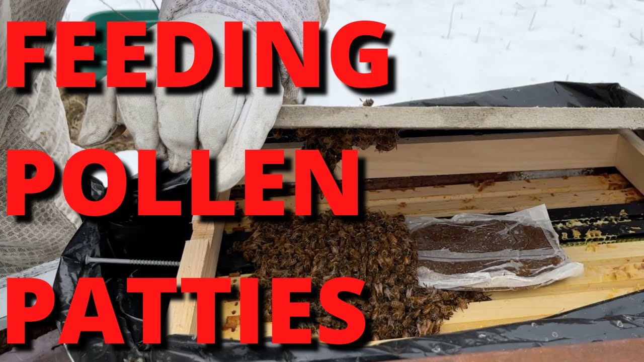 Feeding Pollen Patties