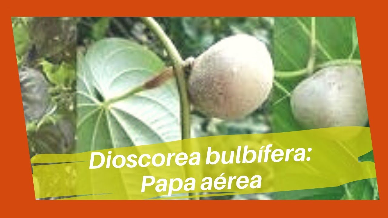 Sembrando Papa del Aire o Dioscorea
