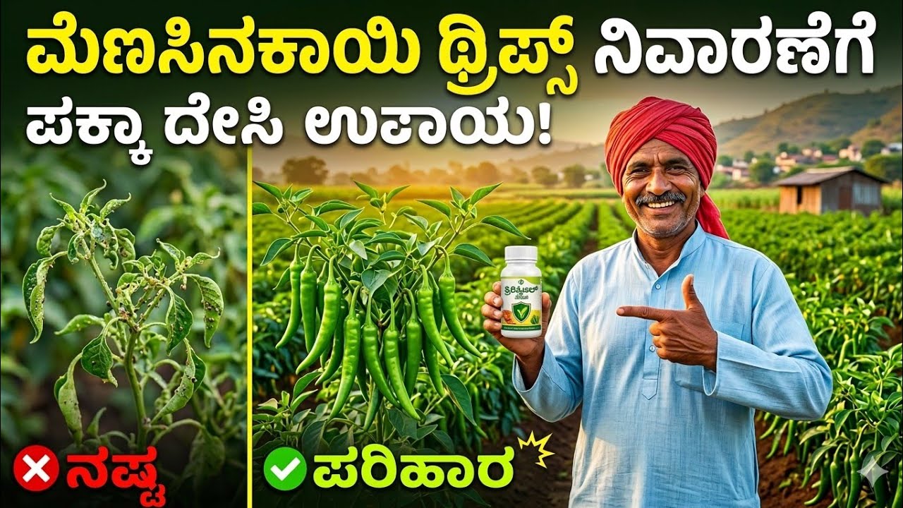 chilly thrips management#chilly #thrips #leaf spot #farmer #agriculture#karnataka#kadur #ಮೆಣಸಿನಕಾಯಿ
