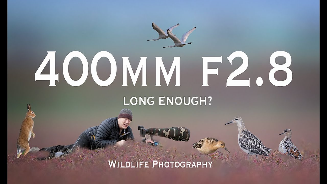 Shorebird Photography Is 400mm Long Enough